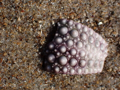 Euechinoidea