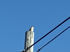 Falco sparverius