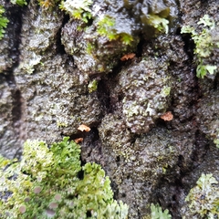 Phaeomarasmius rimulincola