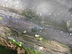 Passalus