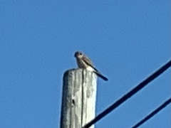 Falco sparverius