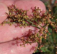 Rumex thyrsiflorus