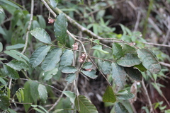 Guarea macrophylla
