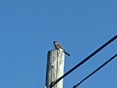 Falco sparverius