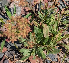 Rumex thyrsiflorus