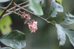 Guarea macrophylla