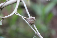 Guarea macrophylla
