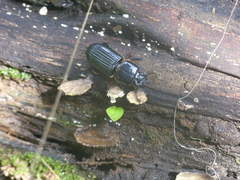 Passalus