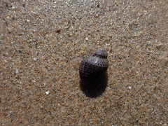 Acanthinucella punctulata