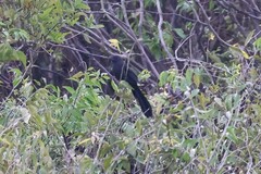 Crotophaga ani