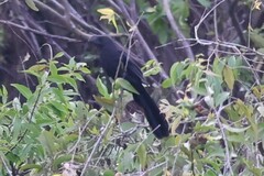 Crotophaga ani