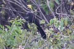Crotophaga ani