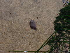 Acanthinucella punctulata