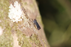 Acraephia perspicillata