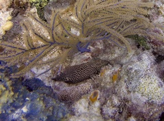 Cephalopholis cruentata