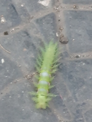 Automeris naranja