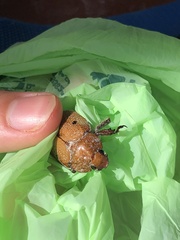 Anoplognathus velutinus