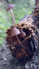 Mycena purpureofusca