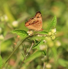Junonia evarete