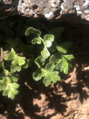 Asplenium subglandulosum