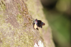 Acraephia perspicillata