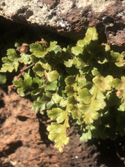 Asplenium subglandulosum
