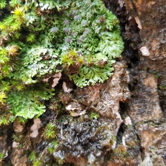 Dendrothele commixta