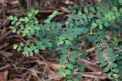 Phyllanthus gunnii