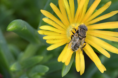 Eristalinus nigricans