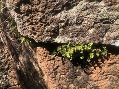 Asplenium subglandulosum