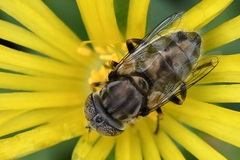 Eristalinus nigricans