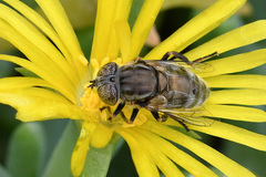 Eristalinus nigricans