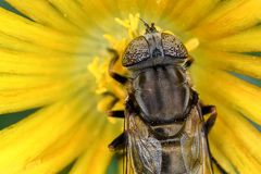 Eristalinus nigricans