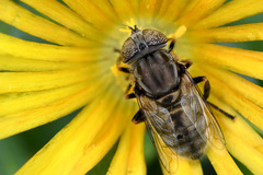 Eristalinus nigricans