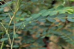 Phyllanthus gunnii