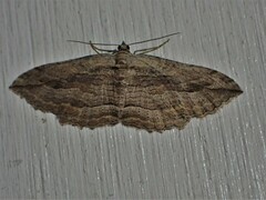 Austrocidaria gobiata