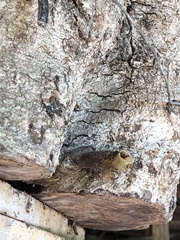 Tetragonisca angustula