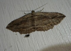 Austrocidaria gobiata