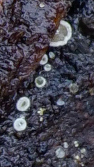 Polydesmia pruinosa