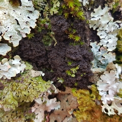 Ricasolia amplissima