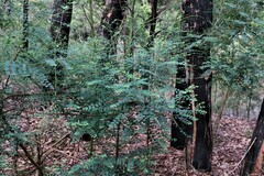 Phyllanthus gunnii