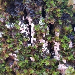 Dendrominia dryina