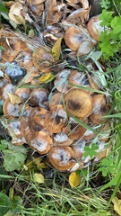 Armillaria mellea