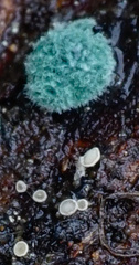 Polydesmia pruinosa