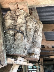 Tetragonisca angustula