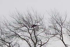 Accipiter nisus nisus