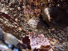 Acanthinucella