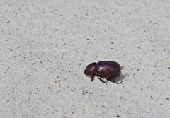 Pimelopus