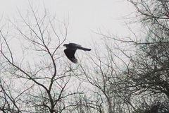 Accipiter nisus nisus