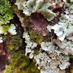 Proliferodiscus tricolor